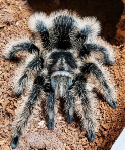 curly hair tarantula
