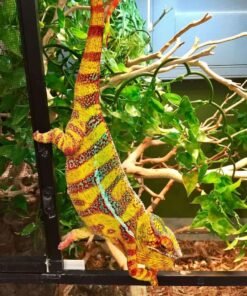 Designer Cross Panther Chameleon