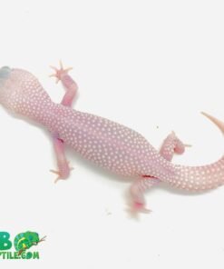 Diablo Blanco Leopard gecko for sale