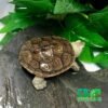 Northern Diamondback Terrapin for Sale