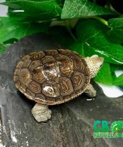 Northern Diamondback Terrapin for Sale