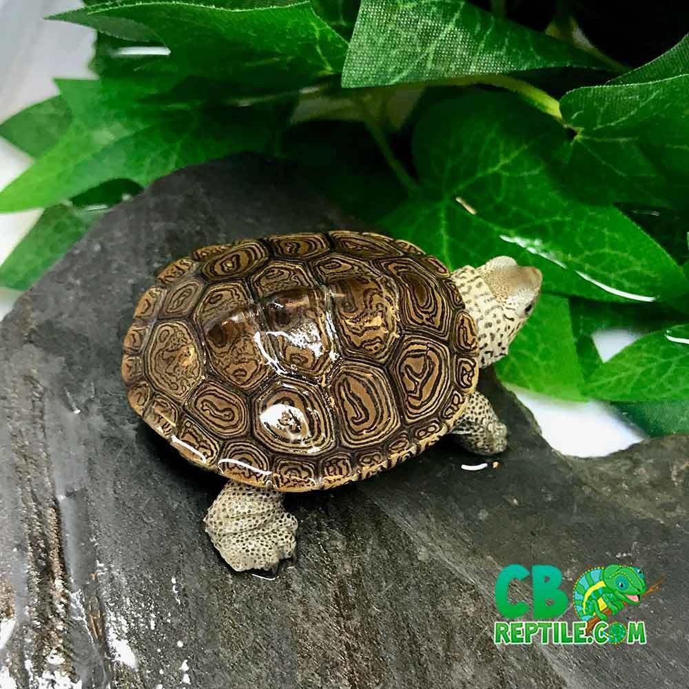 Northern Diamondback Terrapin for Sale