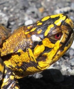Eastern Box Turtle for sale