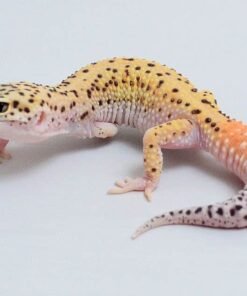 Eclipse Leopard gecko for sale