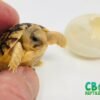 Egyptian Tortoise for sale
