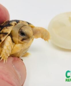 Egyptian Tortoise for sale