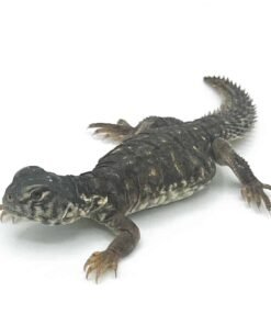 Egyptian Uromastyx
