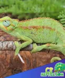Eliot’s Chameleon for sale