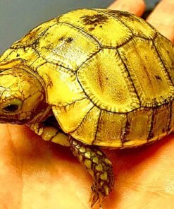 Elongated tortoise