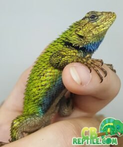 Emerald or Pink Belly Swift for sale