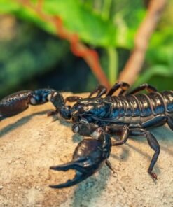 emperor scorpion