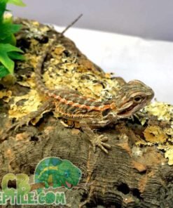 fancy bearded dragon