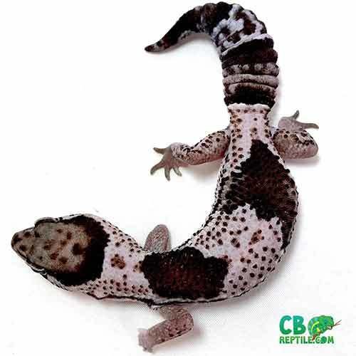 Fat tailed gecko for sale