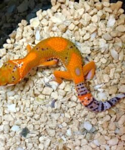 Firewater Blood cross Leopard gecko