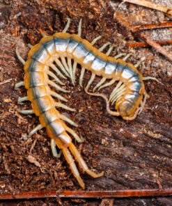 Florida blue centipede