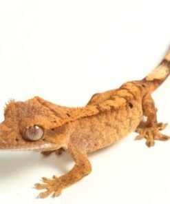 Flame Crested gecko for sale