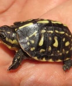 Florida Box Turtle for sale