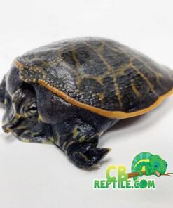 Florida Softshell turtle