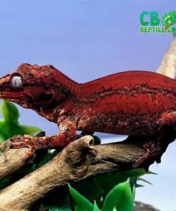 Red Gargoyle gecko for sale