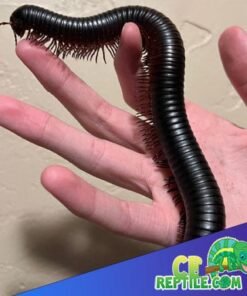 Giant African Millipede