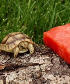 Golden Greek tortoise