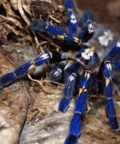 Gooty Sapphire ornamental tarantula