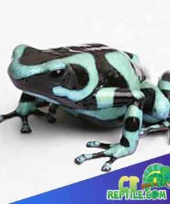 Green and black Dart frog