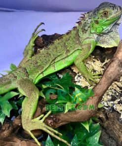 Green Iguana for sale