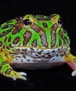 Green Pacman Frog for sale