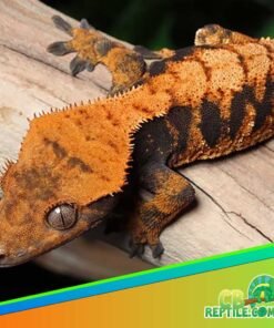 Halloween Crested gecko for sale