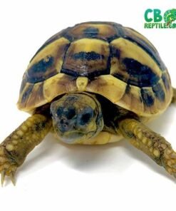 Eastern Hermann’s tortoise