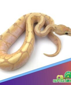 honeybee ball python for