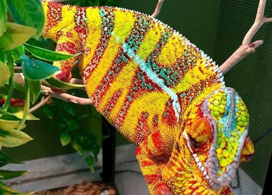 hybrid panther chameleon for sale