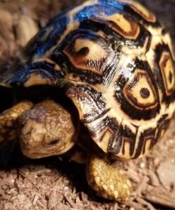 Giant South African leopard tortoise hybrid