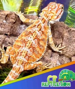 orange bearded dragon