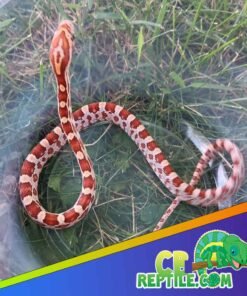 Hypo Corn Snake