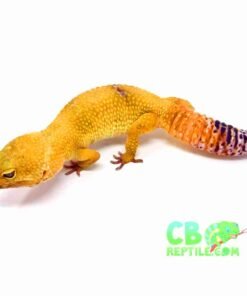 Hypomelanistic Leopard gecko for sale
