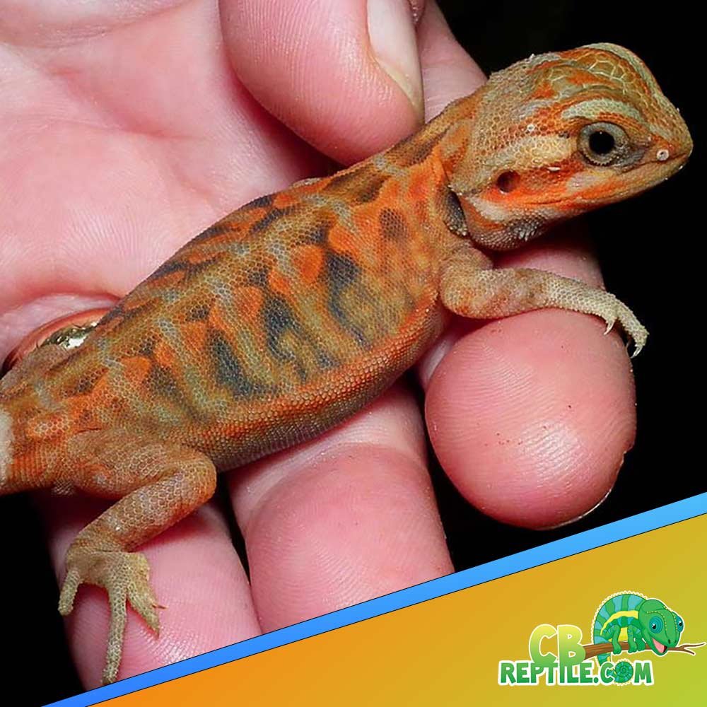 Bearded Dragon for sale