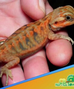 hypo trans bearded dragon