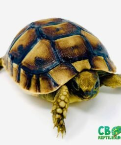 Ibera Greek tortoise