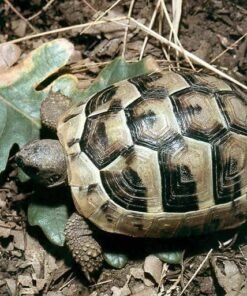 ibera greek tortoise for sale