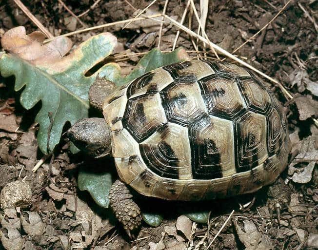 ibera greek tortoise for sale