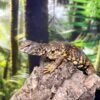 Red Uromastyx