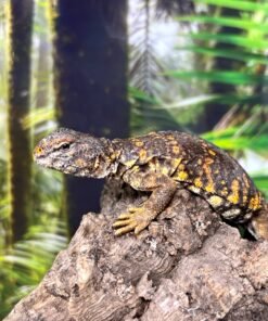 Red Uromastyx