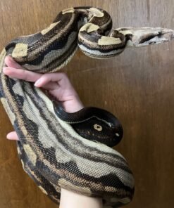 exact female motley red tail boa
