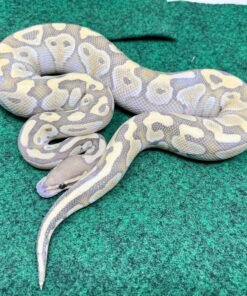 Exact Lesser Butter Male 418g