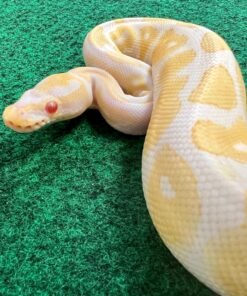 Exact Albino Female Ball python