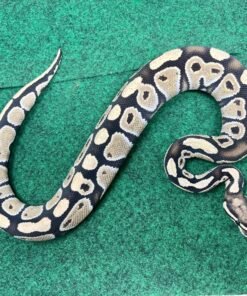 Exact Low Grade Axanthic Ball Python Female at 372g