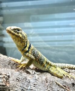 Eastern Collard Lizard