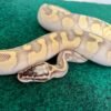 Exact Pastel Enchi Python Life Span